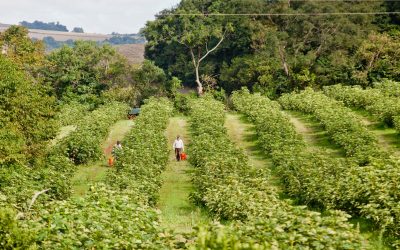 FNA integra mobilização nacional contrária à extinção do ITESP